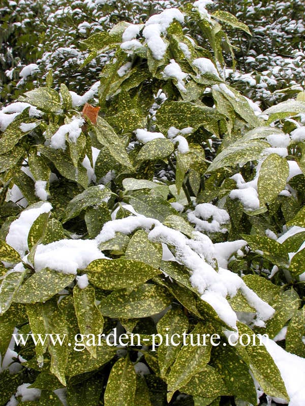 Aucuba japonica 'Variegata'