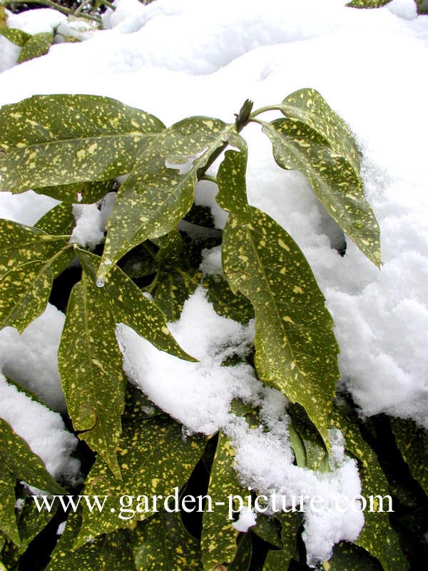 Aucuba japonica 'Variegata'