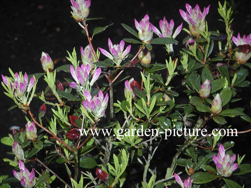 Rhododendron 'Fragrans'