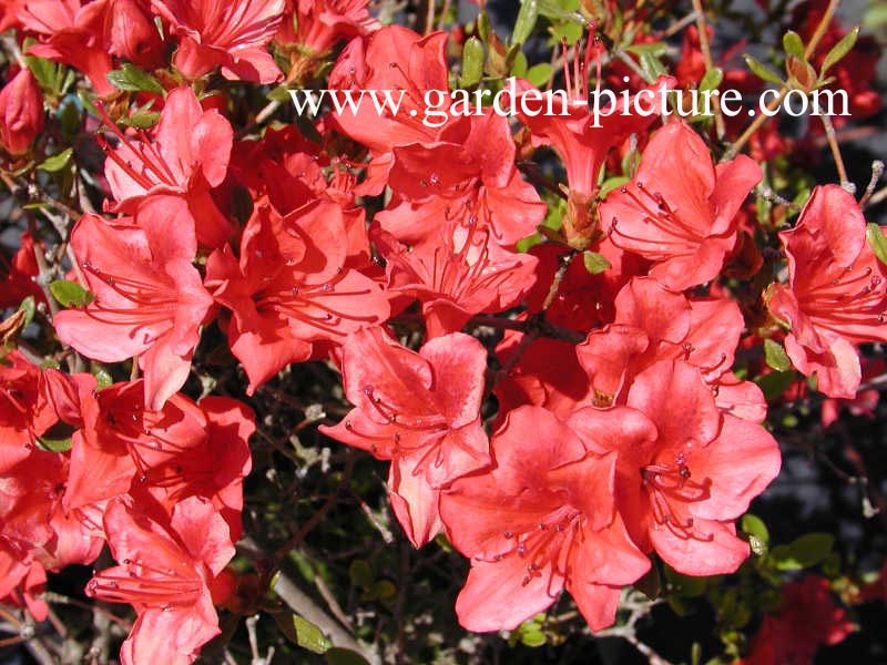 Azalea 'Fridoline'