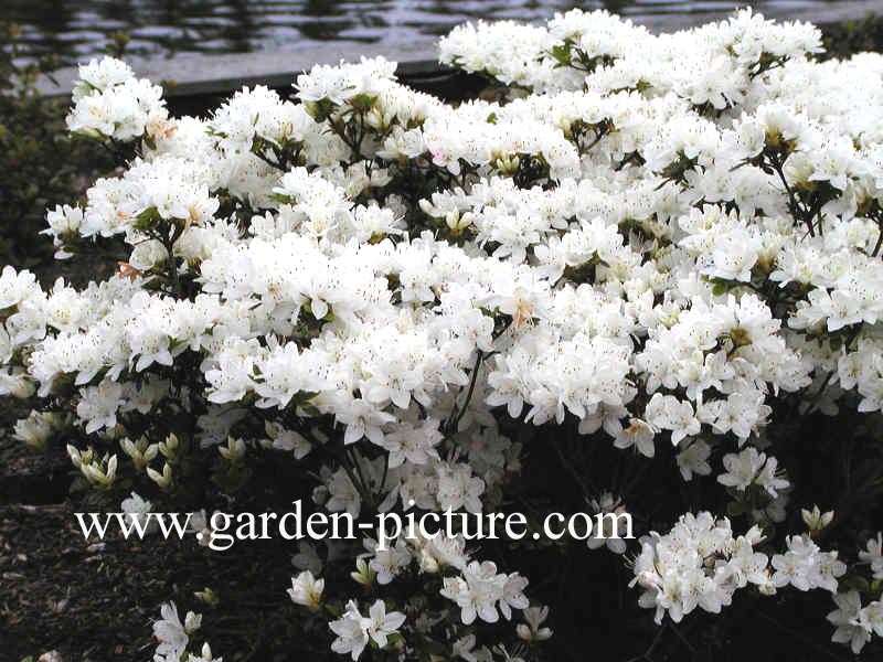 Azalea 'Kermesina Alba'