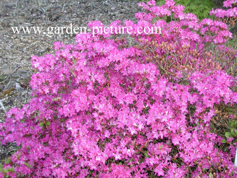 Azalea 'Kanpai'