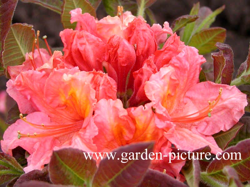 Azalea 'Pink Delight'