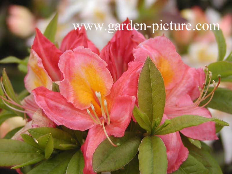 Azalea 'Pink Delight'