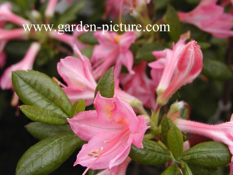 Azalea 'Jolie Madame'