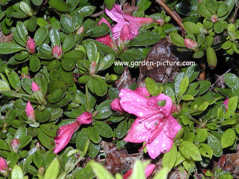 Rhododendron nakaharae 'Wombat'