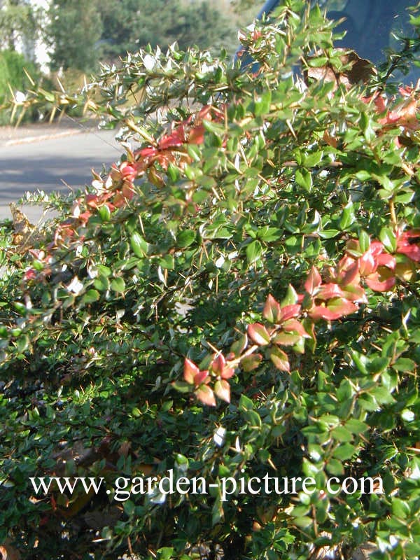 Berberis verruculosa