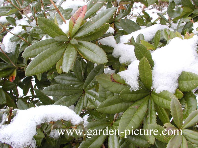 Berberis julianae