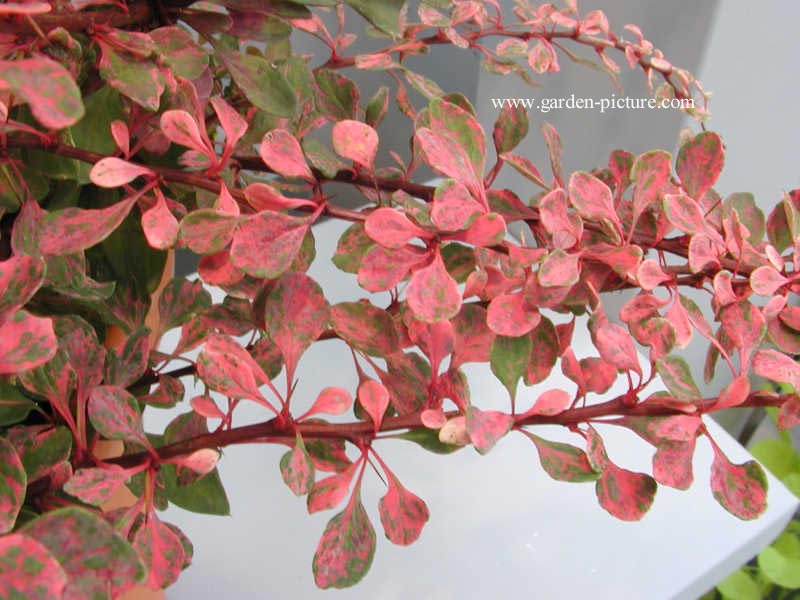 Berberis thunbergii 'Starburst'