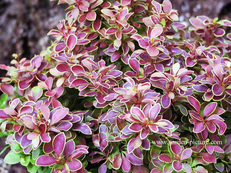 Berberis thunbergii 'Admiration'