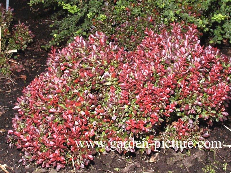 Berberis thunbergii 'Bagatelle'