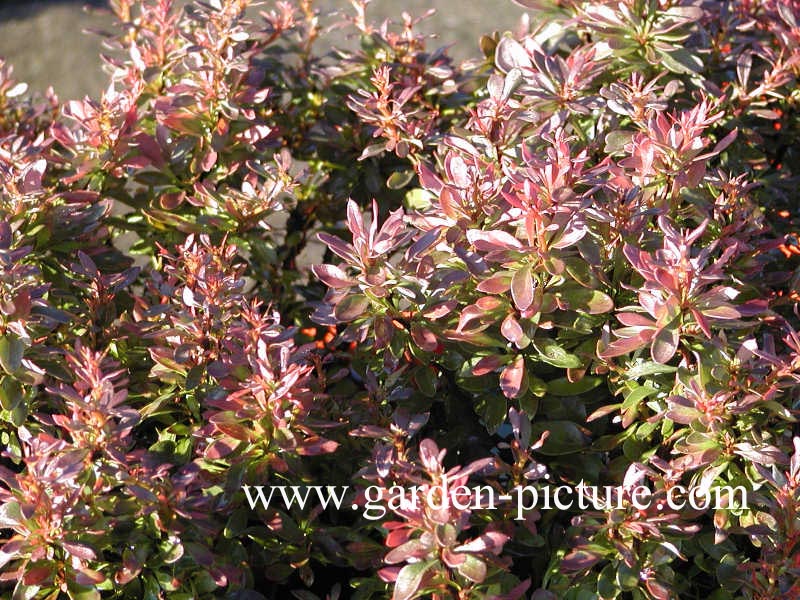 Berberis thunbergii 'Bagatelle'