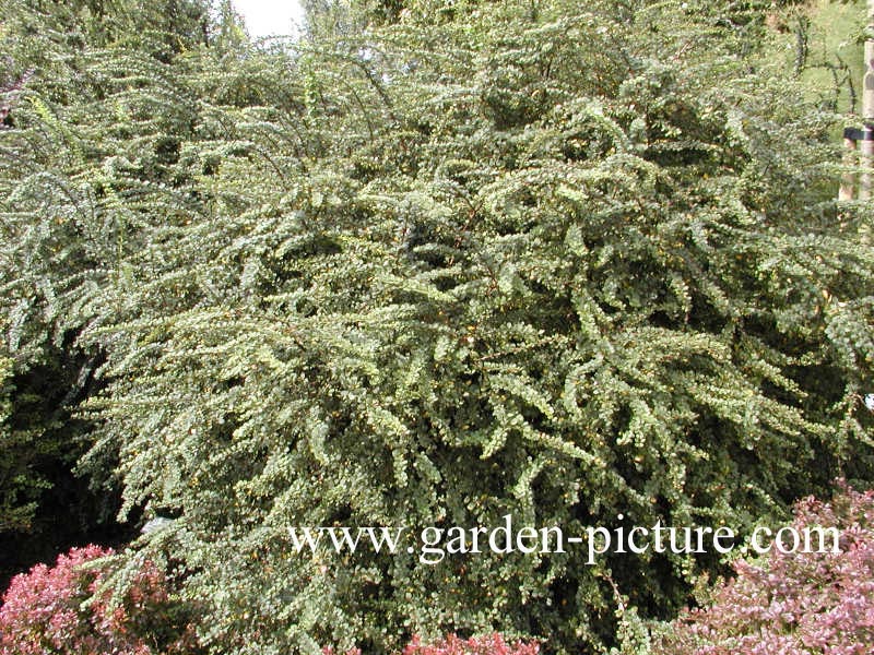 Berberis thunbergii 'Green Carpet'