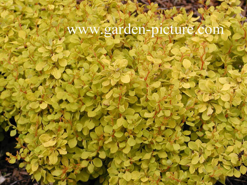 Berberis thunbergii 'Kelleriis'