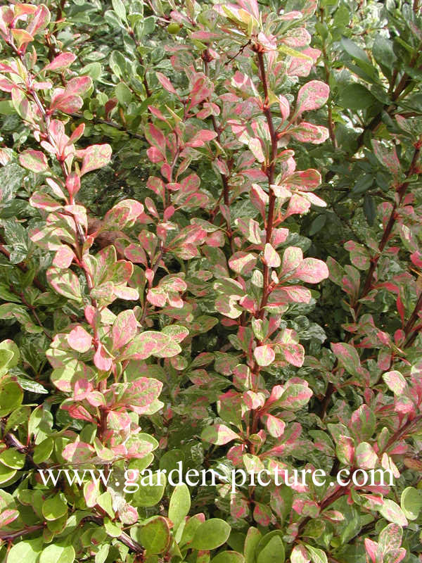 Berberis thunbergii 'Kelleriis'