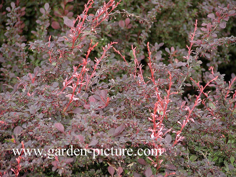 Berberis thunbergii 'Pink Attraction'