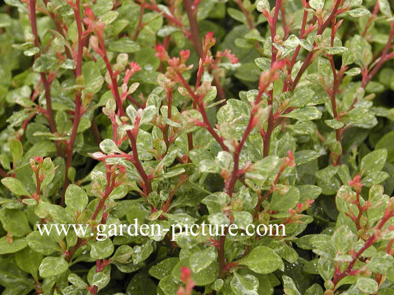 Berberis thunbergii 'Silver Beauty'