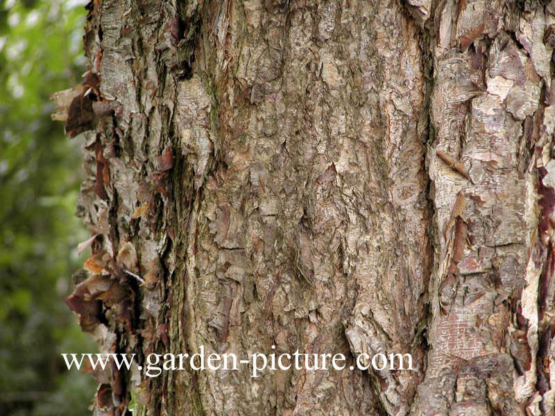 Betula nigra