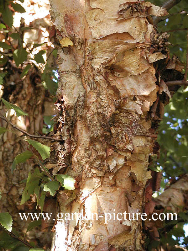 Betula nigra