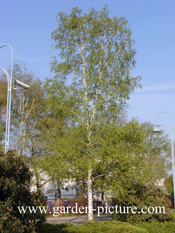 Betula pendula