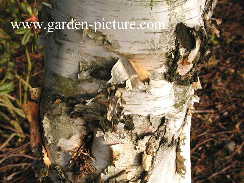 Betula utilis