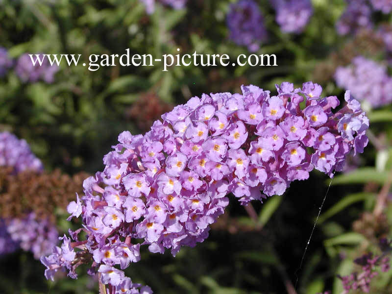 Buddleja davidii 'Nanho Blue'