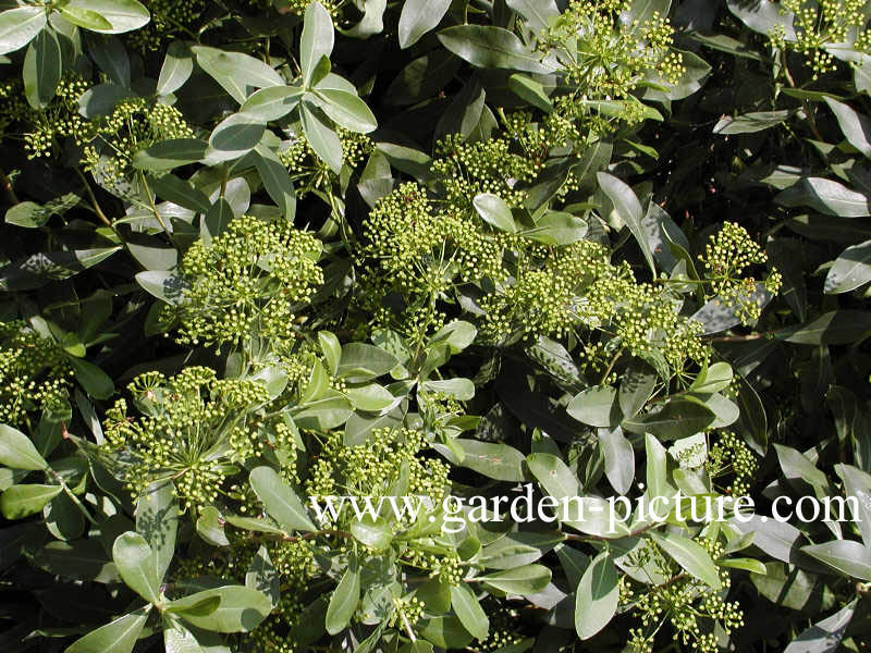 Bupleurum fruticosum