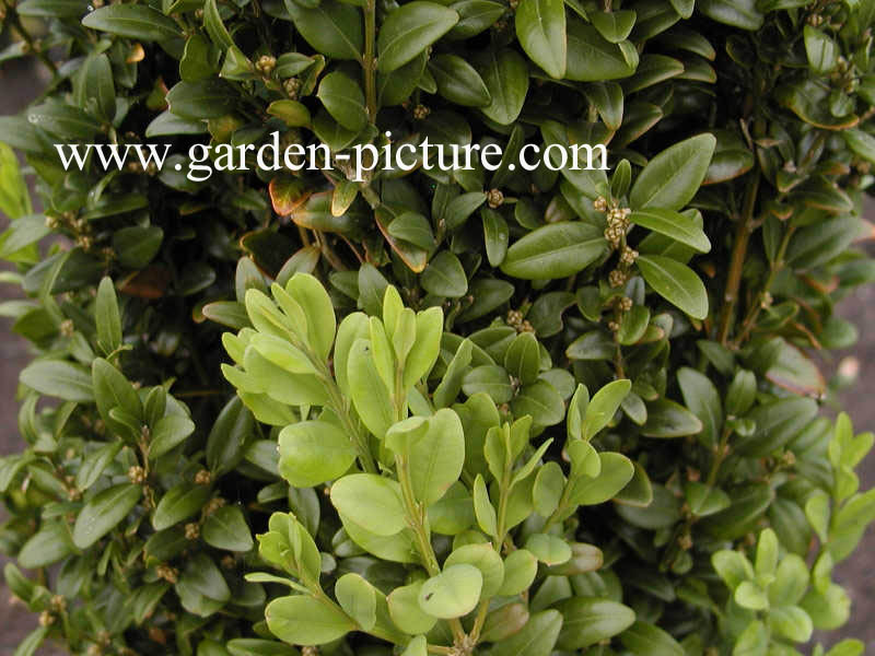 Buxus microphylla 'Faulkner'