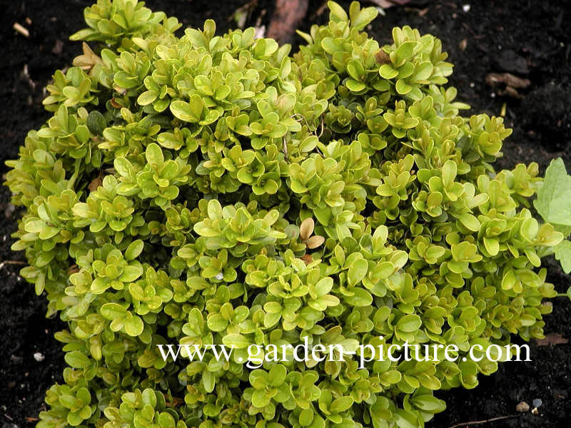 Buxus microphylla 'Morris Midget'