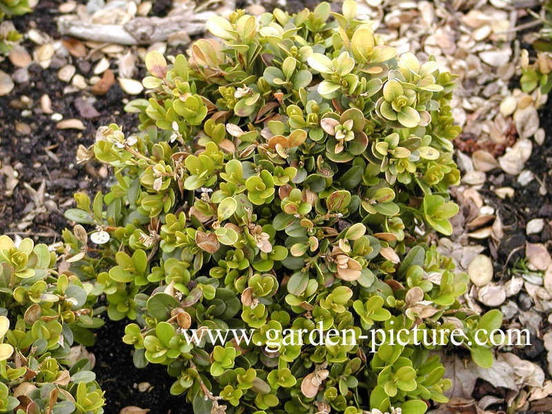 Buxus microphylla 'Morris Midget'