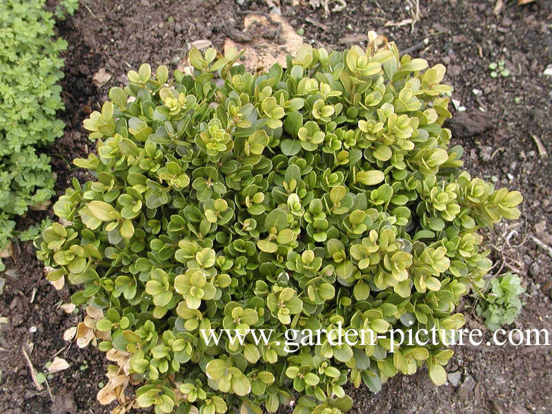 Buxus microphylla 'Morris Midget'