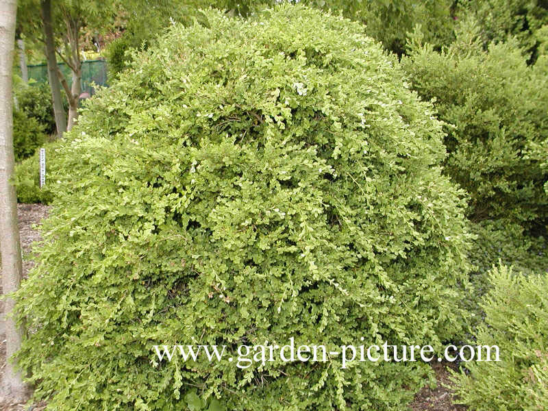 Buxus microphylla 'Trompenburg'