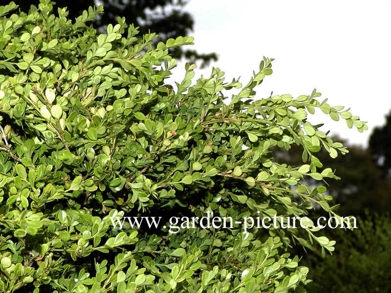 Buxus microphylla 'Trompenburg'