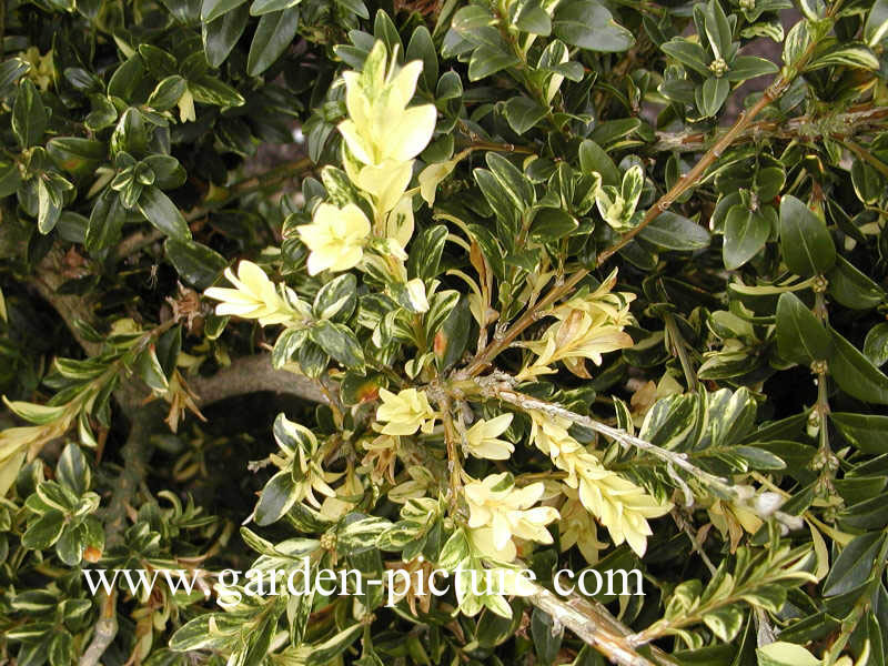 Buxus sempervirens 'Aurea Pendula'