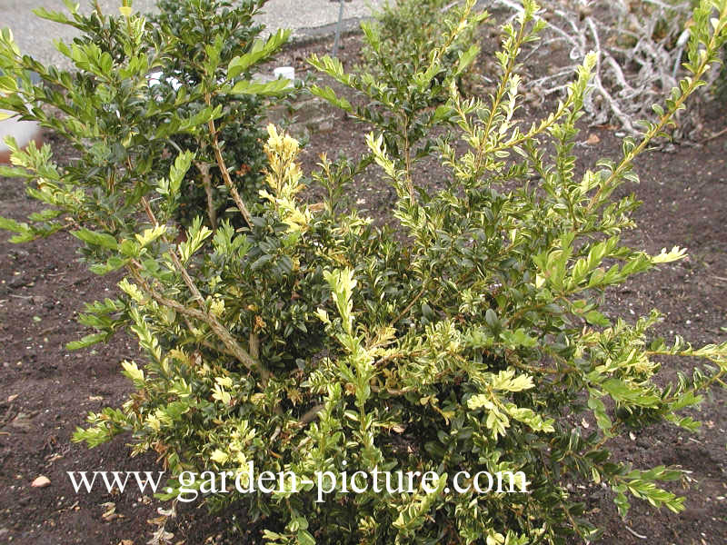 Buxus sempervirens 'Aurea Pendula'