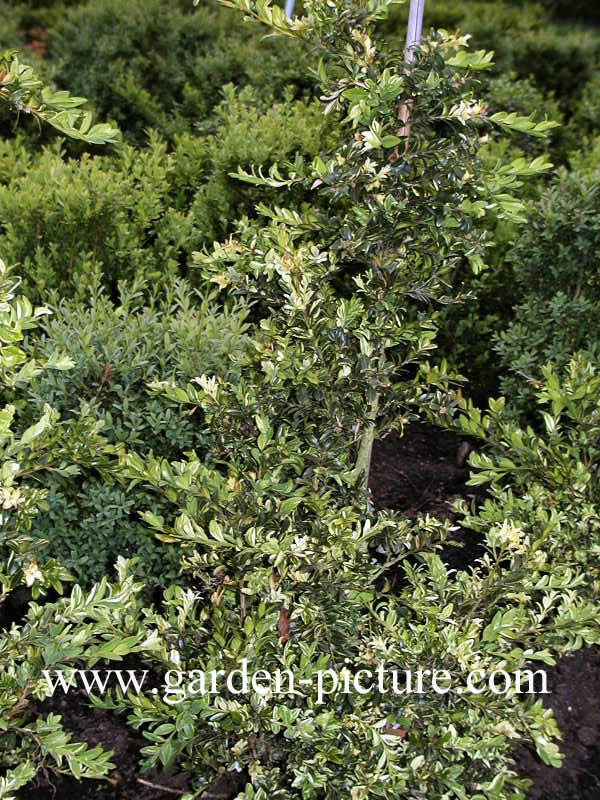 Buxus sempervirens 'Aurea Pendula'