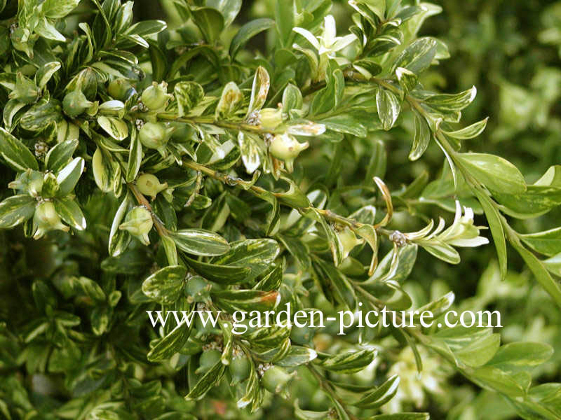 Buxus sempervirens 'Aurea Pendula'