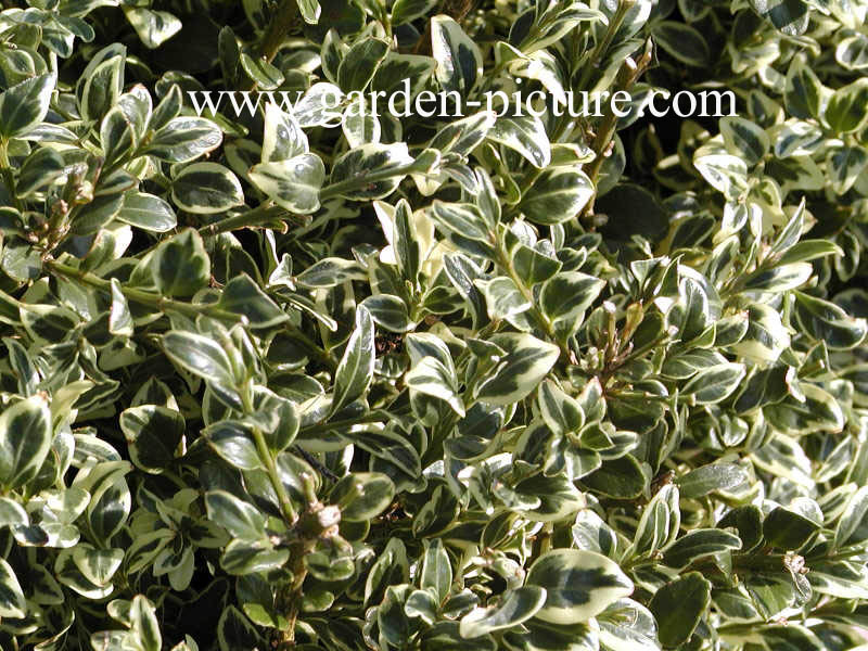 Buxus sempervirens 'Aureovariegata'