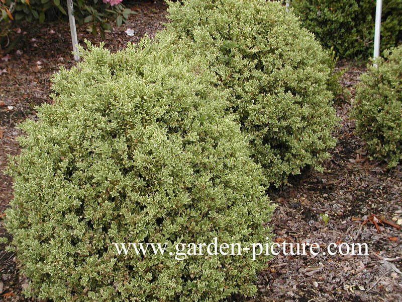 Buxus sempervirens 'Elegantissima'