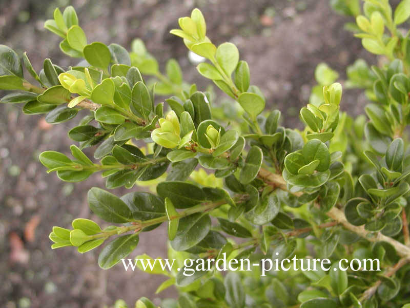 Buxus sempervirens 'Graham Blandy'