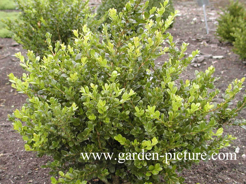 Buxus sempervirens 'Graham Blandy'