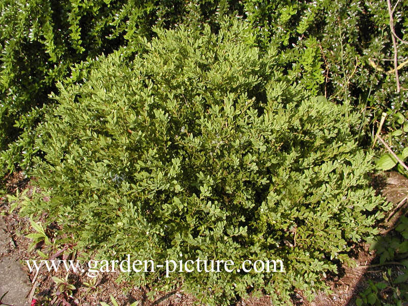 Buxus 'Green Gem'