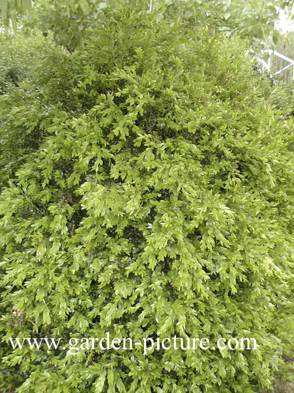 Buxus sempervirens 'Haller'