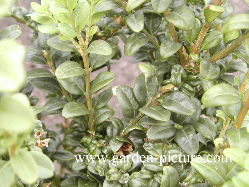 Buxus sempervirens 'Handsworthiensis'