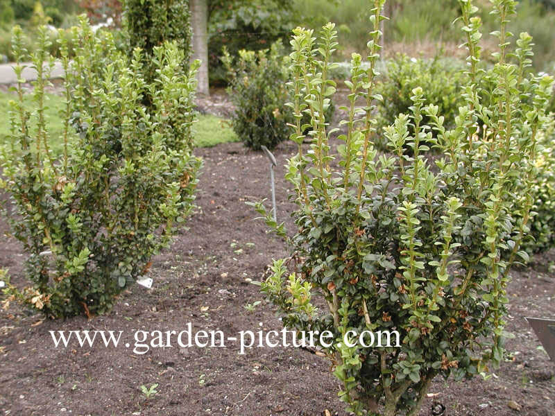 Buxus sempervirens 'Handsworthiensis'