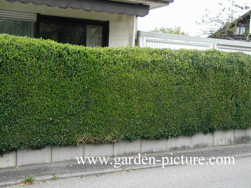 Buxus sempervirens