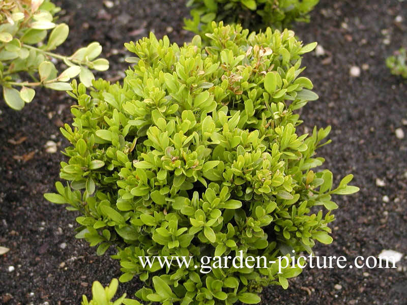 Buxus sempervirens 'Justin Brouwers'