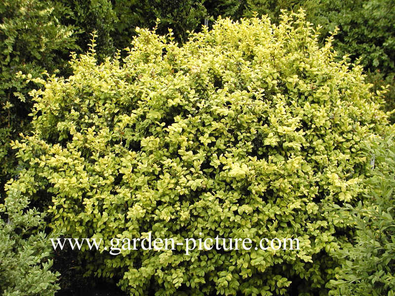 Buxus sempervirens 'Latifolia Maculata'