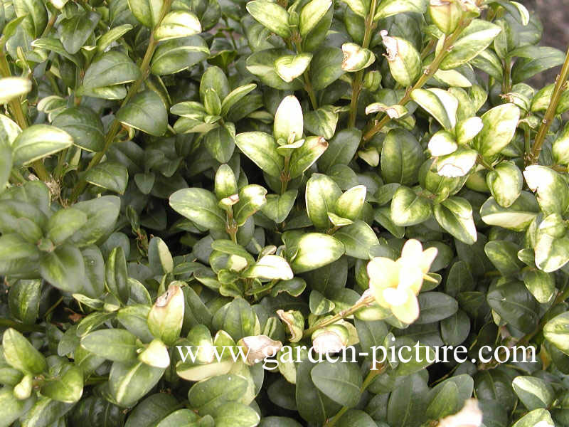 Buxus sempervirens 'Latifolia Maculata'