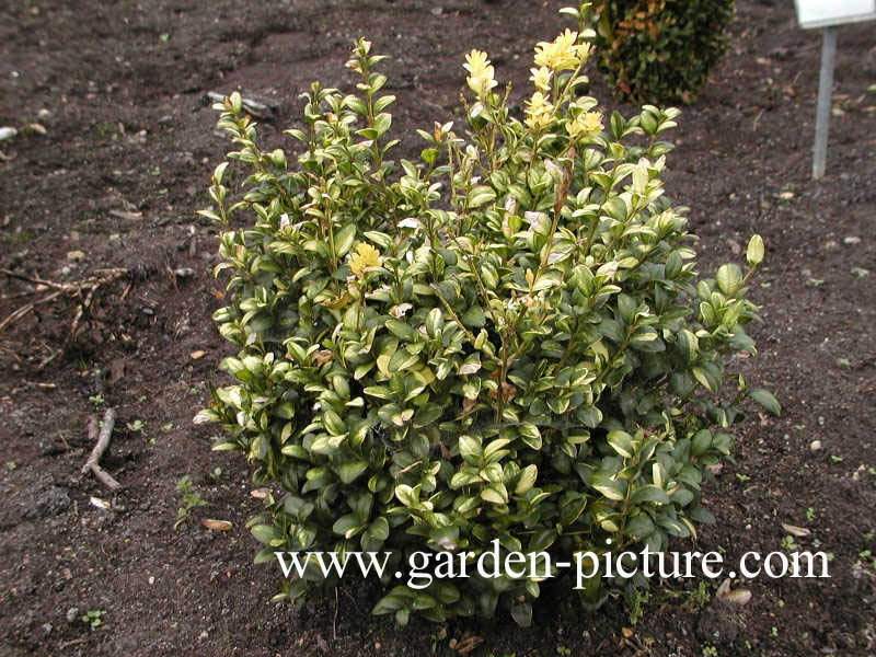 Buxus sempervirens 'Latifolia Maculata'